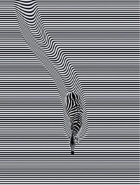 Zebra optical illusion Dri Fit T-shirt made from polymesh fabric, featuring a bold black and white striped design.