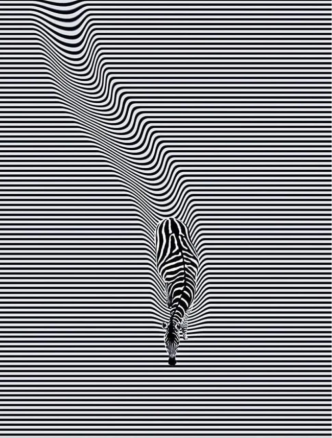 Zebra optical illusion Dri Fit T-shirt made from polymesh fabric, featuring a bold black and white striped design.
